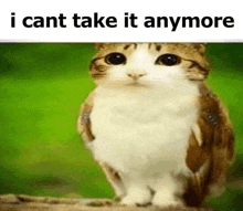 a cat is sitting on a rock with the words `` i can 't take it anymore '' written on it .
