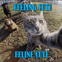 Feeling Cute Feline Cute GIF - Feeling Cute Feline Cute Cute GIFs