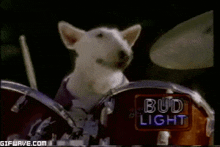 Drum Dog GIF - Drum Dog Bud GIFs