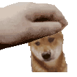 a person is petting a dog 's head with their finger .