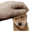 a person is petting a dog 's head with their finger .