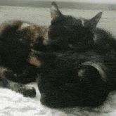 Cats Cats Love GIF - Cats Cats Love Cute Cats GIFs
