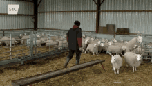 Sheep Herding GIF - Sheep Herding Cymraeg GIFs