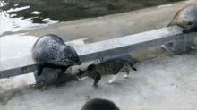 Cat Punch GIF - Cat Punch Seal GIFs