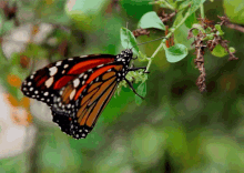 Kupu-kupu GIF - Kupu Kupu Sayap Bagus GIFs