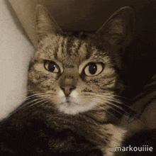 a close up of a cat with the word cute written on it