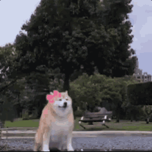 Dog Shiba Inu GIF - Dog Shiba Inu Couple GIFs