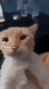 Cat Meme GIF - Cat Meme Tiktok GIFs