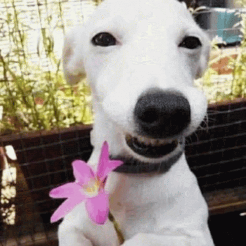 Chien.Dog.Perro.gif.Victoriabea, fleur , rose , flower , pink - GIF animado  grátis - PicMix