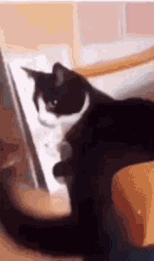 Cat Hitting Itself With Tail Tail GIF - Cat Hitting Itself With Tail Tail Cats GIFs