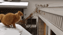 Cat Slip GIF - Cat Slip Snow GIFs