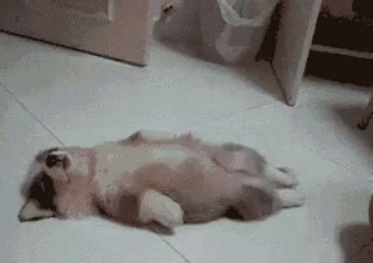 Dog Puppy GIF - Dog Puppy Play Dead - Discover & Share GIFs