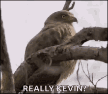 Hawk Bird GIF - Hawk Bird Animal GIFs