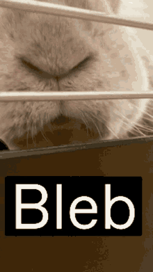 Bleb Rabbit GIF - Bleb Rabbit Lick GIFs