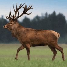 Mythical Red Deer GIF