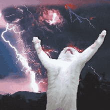Cat Kitty GIF - Cat Kitty Storm GIFs