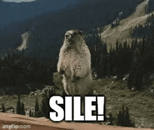 Sile Marmot GIF