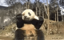 Pandafalling GIF - Pandafalling GIFs