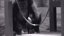 a gorilla is sitting in a hammock with a cat .