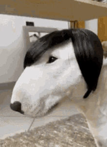 dog wig target personabey