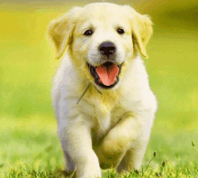 Puppy Running GIF - Puppy Running GIFs