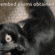 Embed Perms Embed Perms Obtained GIF