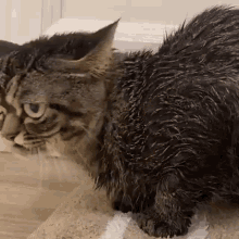 Cat Bath GIF - Cat Bath Grumpy Kitza GIFs