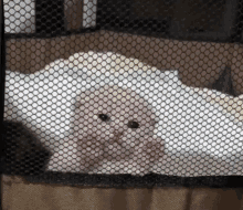 Cat Looking Through Glass GIF