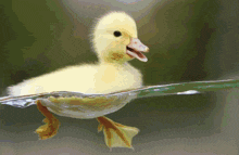 Duck Edit Swag Duck GIF - Duck Edit Swag Duck Alpha Duck GIFs