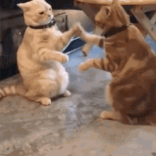 Cats Derps GIF