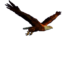 flying-eagle.gif