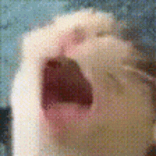 a close up of a cat 's paw with its mouth open