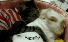 หอมหัว แมว GIF - Cat Kiss Head Sniff GIFs