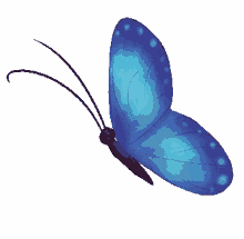 truth and tales butterfly blue beautiful animal