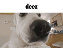 Deez Deez Nuts GIF - Deez Deez Nuts Roobis GIFs