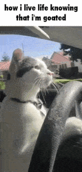 a cat is sitting in the driver 's seat of a car and looking at the camera