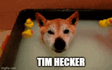 Tim Hecker Shibe GIF - Tim Hecker Shibe Wow GIFs