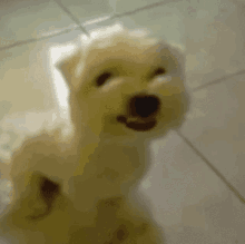 Perro Dog GIF