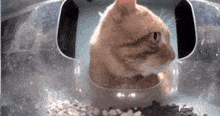 Mr Snack Mr Snack Cat GIF - Mr Snack Mr Snack Cat Hello Street Cat GIFs