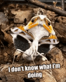 Mantis Confused GIF - Mantis Confused Confusion GIFs