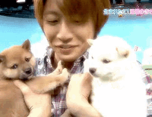 Masaki Aiba GIF - Dogs Puppies Arashi GIFs