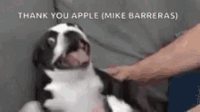 Mikebarreras Apple GIF - Mikebarreras Apple Thank You Apple GIFs