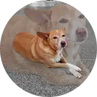 a brown and white dog is laying on the ground