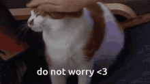 Dont Worry Cat GIF - Dont Worry Cat GIFs