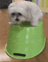 a small white dog is sitting on top of a green container