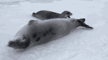 Seal Annoyed GIF