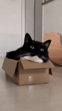 Cat Cat In A Box GIF - Cat Cat In A Box Maxwell In Box GIFs