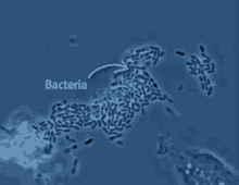 Bacteria GIF - Bacteria Science Eat GIFs