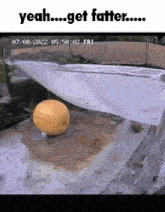 a giant pumpkin is sitting on the ground next to a pool .