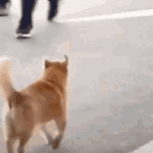 a dog is walking down a sidewalk next to a person walking on a skateboard .